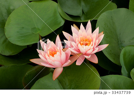 花 修練 池 33437739