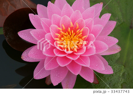 花 ピンク 修練 33437743