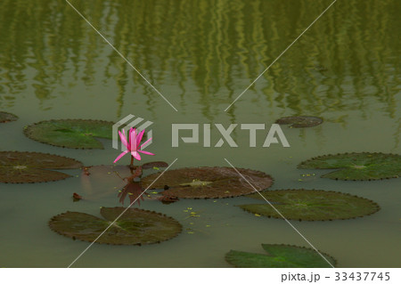 花 ピンク 修練 33437745