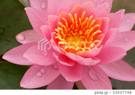 花 修練 池 33437748