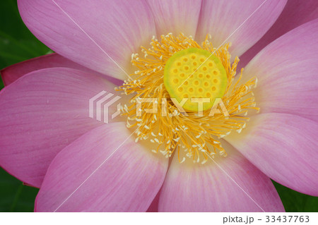 花 部分 蓮 33437763