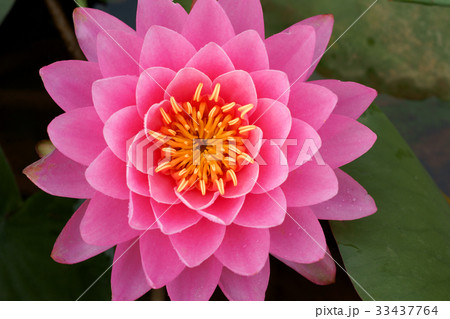 花 ピンク 修練 33437764