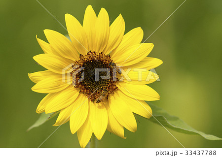 花 花芯 黄色 33437788