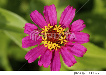 花 花芯 サルスベリ 33437798