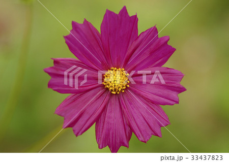 秋 花 花びら 33437823