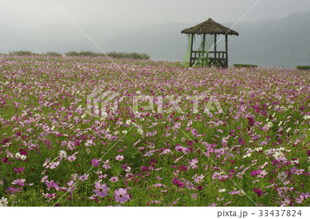 花 花畑 番小屋 33437824