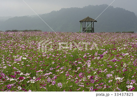 秋 花 花畑 33437825