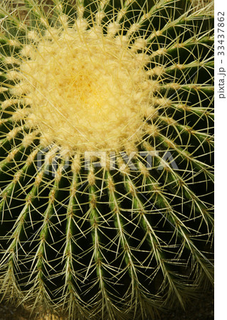 可視 背景 サボテン 33437862