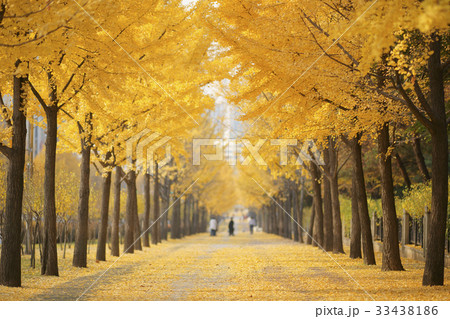 木道 並木道 ソウル 33438186