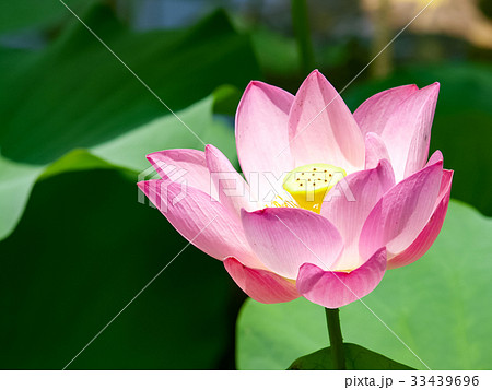ハス スイレン 蓮 33439696