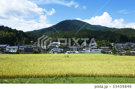 稲刈り 33439846
