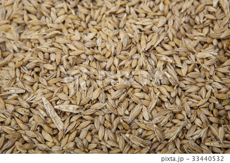 穀物 背景 大麦 33440532