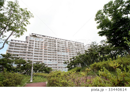 木 都市 都会 33440614