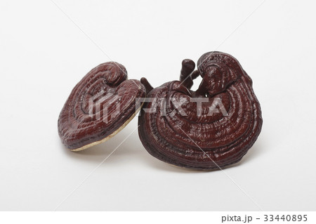 健康食品 キノコ 霊芝 33440895