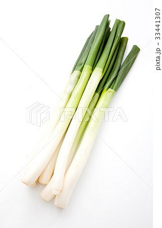 生 なまもの ネギ 33441307