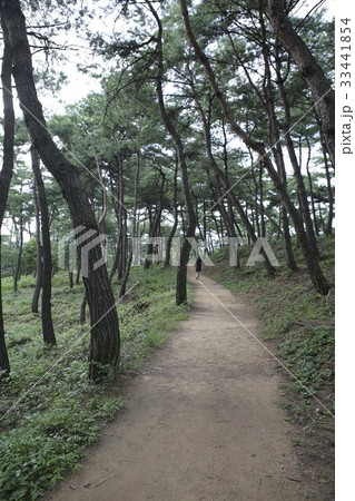 高敞郡 松 一本道 33441854