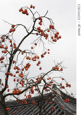 枝 感 柿の木 33441921