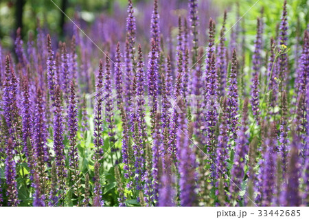 花 花畑 メクムンドン 33442685