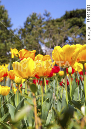 慶南 花 南海郡 33442851