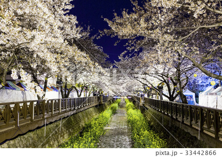 桜 以上左遷 鎮海区 33442866