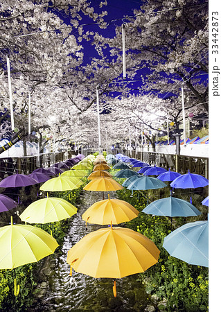 桜 以上左遷 傘 33442873