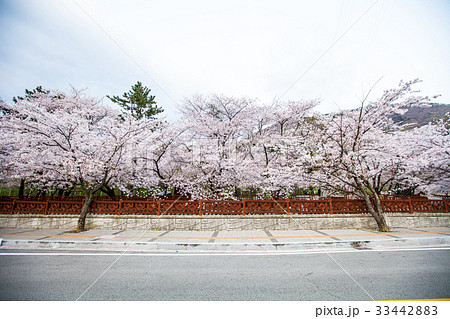 慶南 桜 鎮海区 33442883