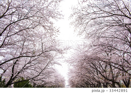桜 春 鎮海区 33442891
