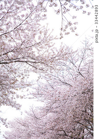 慶南 桜 鎮海区 33442893