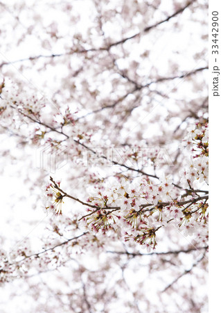 慶南 桜 鎮海区 33442900