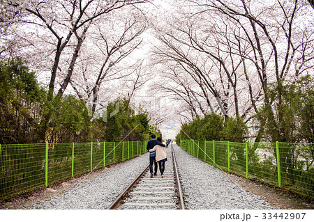 桜 鎮海区 昌原市 33442907