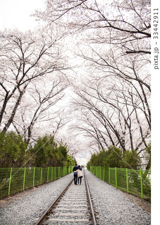 桜 鎮海区 昌原市 33442911