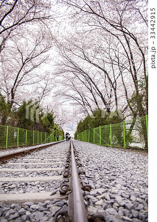 慶南 桜 昌原市 33442915