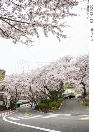 慶南 桜 鎮海区 33442920