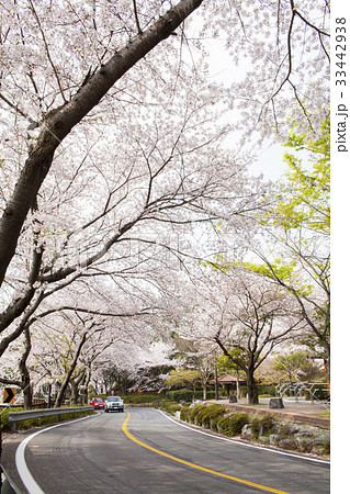 道路 桜 鎮海区 33442938