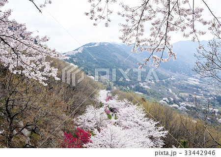 桜 山 鎮海区 33442946