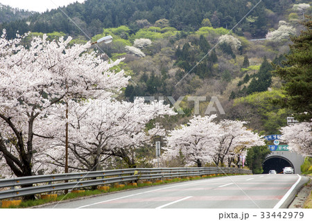桜 鎮海区 昌原市 33442979
