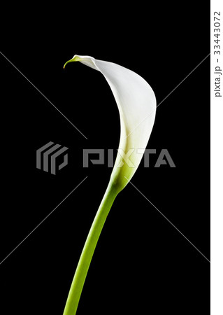 黒の背景 花 ヌキ 33443072