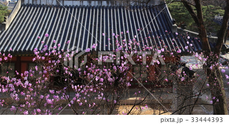宮殿 花 ソウル 33444393