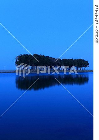 江原道 三陟 松 33444423