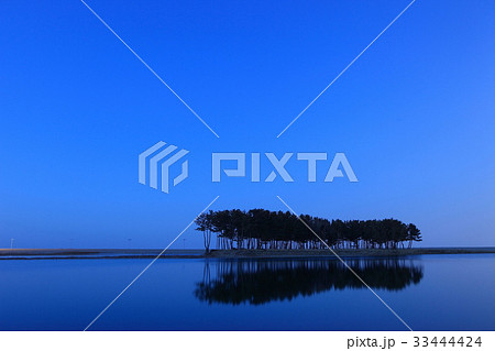 江原道 三陟 松 33444424