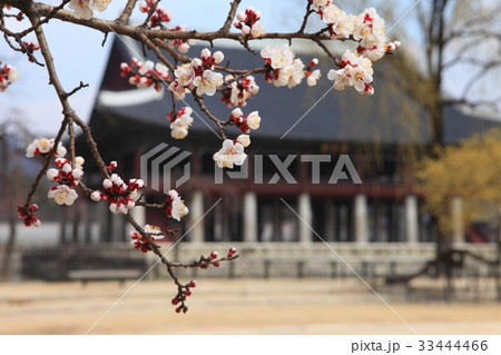 景福宮 慶会楼 花 33444466