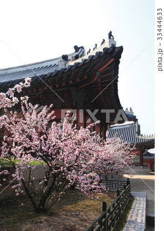 景福宮 宮殿 花 33444633