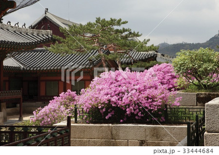景福宮 宮殿 花 33444684