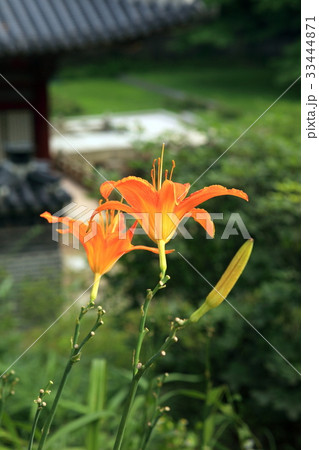 花 芽 ニッコウキスゲ 33444871