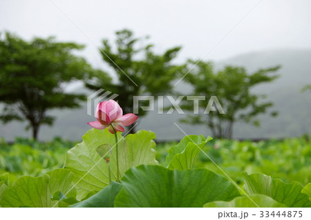 京畿道 キョンギド 花 33444875