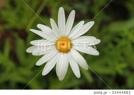 花 水滴 雨滴 33444883