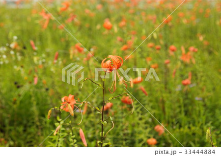 花 ユリ フォーカス 33444884