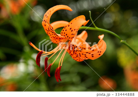 花 花芯 ユリ 33444888