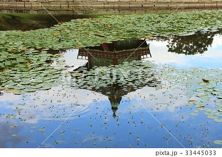 景福宮 池 蓮の葉 33445033