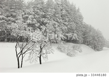 江原道 冬 大関嶺牧場 33446180